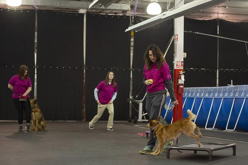 dog trainer in Mission Field Acres